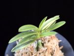 금루각복륜 金鏤閣覆輪 Kinroukaku Fukurin
