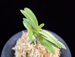 금루각복륜 金鏤閣覆輪 Kinroukaku Fukurin
