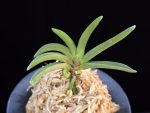 일향왕 日向王 Himukao