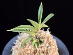 일향왕 日向王 Himukao