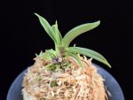 일향왕 日向王 Himukao