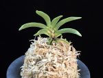 일향왕 日向王 Himukao
