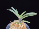 계림 鷄林  Gyerim (Benisuisho)