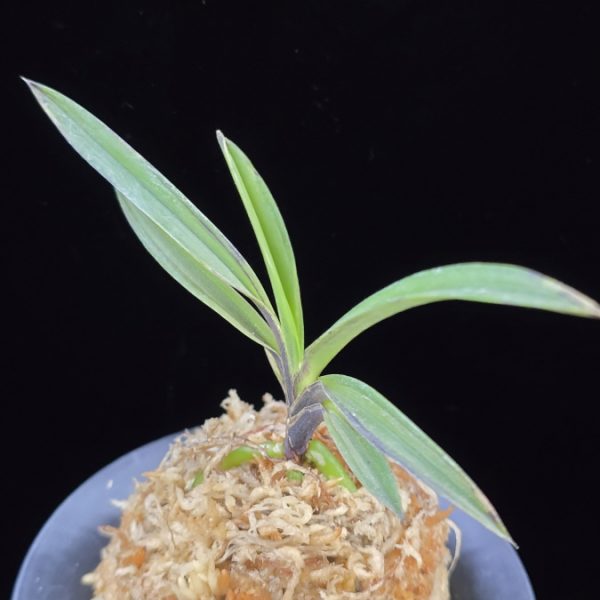 오관 烏冠 Ogwan