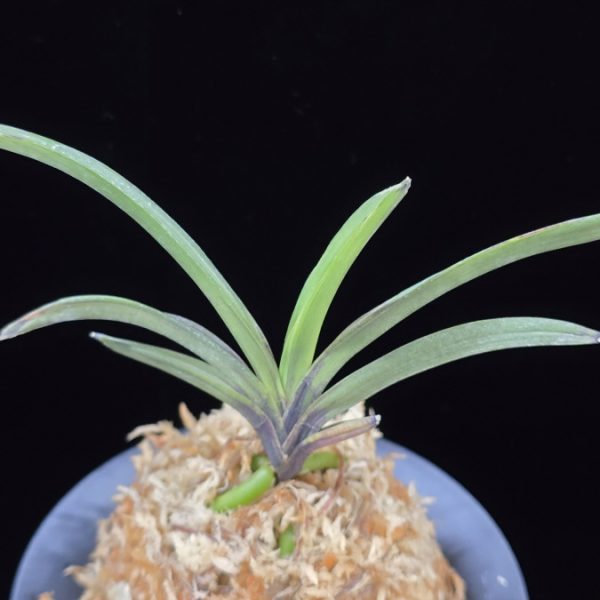 오우선 烏羽扇 Ouseon
