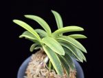 대장금 大壯錦 Daejanggeum(Daiso Nishiki)