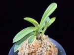취화금 翠華錦 Suikanishiki
