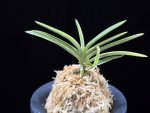 호박전 琥珀殿 Kohakuden