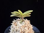 금강관 金綱冠 kongokan
