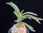 수백 琇白 Subaek