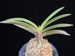 아보전 雅宝殿 Gahouden