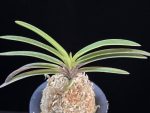 아보전 雅宝殿 Gahouden