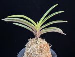 아보전 雅宝殿 Gahouden