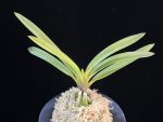 준하모단 駿河牡丹 Surugabotan (ruby root)
