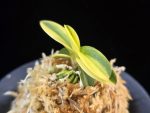 각왕산 覚王山 Kakuozan
