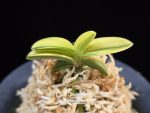 각왕산 覚王山 Kakuozan