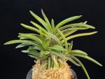 취화모단 翠華牡丹 SuiKabotan