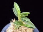 녹채보 緑彩宝 Ryokusaiho