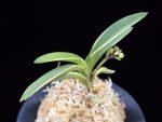 소풍 笑風 Sopung