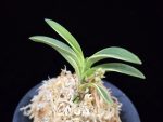 소풍 笑風 Sopung