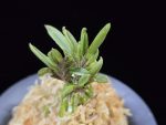 토함산 吐含山 Toganzan (Goemon)