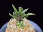 토함산 吐含山 Toganzan (Goemon)