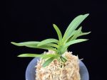 홍매  紅梅  Kobai