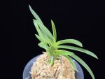 홍매  紅梅  Kobai