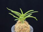 홍매  紅梅  Kobai