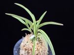 수홍 琇紅 Suhong