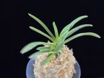 녹십자성 緑十字星 Midori Jujisei