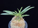녹십자성 緑十字星 Midori Jujisei