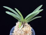 녹십자성 緑十字星 Midori Jujisei