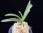 녹십자성 緑十字星 Midori Jujisei