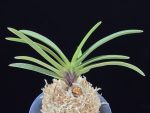 녹십자성 緑十字星 Midori Jujisei