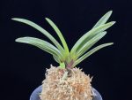 녹십자성 緑十字星 Midori Jujisei