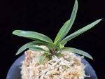 고외묵 高隈墨 Takakuma Sumi