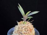 오관 烏冠 Ogwan