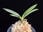 려인 麗人 Ryeoin (Ruby root)