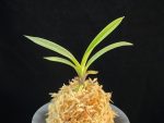 려인 麗人 Ryeoin (Ruby root)