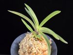 태공망 太公望 Taikobo