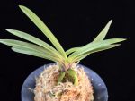 태공망 太公望 Taikobo