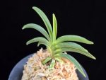 변천 弁天 Benten