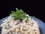 오공 蜈蚣 O-gong