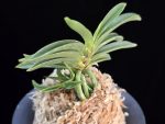 일향왕 日向王 Himukao