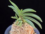 일향왕 日向王 Himukao