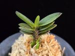 고조선 古朝鮮 Gojoseon(Kochosen)