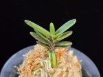 고조선 古朝鮮 Gojoseon(Kochosen)