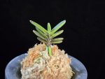 고조선 古朝鮮 Gojoseon(Kochosen)