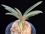 신라 新羅 Sinra (Shiragi)